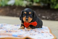Clark, a male Miniature Dachshund for sale in Walnut Creek, OH – 6 of 8