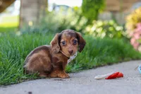 Chloe, a female Miniature Dachshund for sale in Walnut Creek, OH – 3 of 10