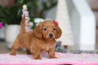 Grace, a female Miniature Dachshund for sale in Walnut Creek, OH – Photo 2 of 6