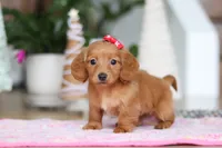 Grace, a female Miniature Dachshund for sale in Walnut Creek, OH – Photo 1 of 6