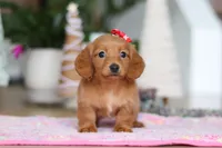 Grace, a female Miniature Dachshund for sale in Walnut Creek, OH – Photo 6 of 6