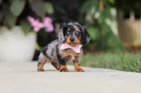 Cora, a female Miniature Dachshund for sale in Walnut Creek, OH – 3 of 10