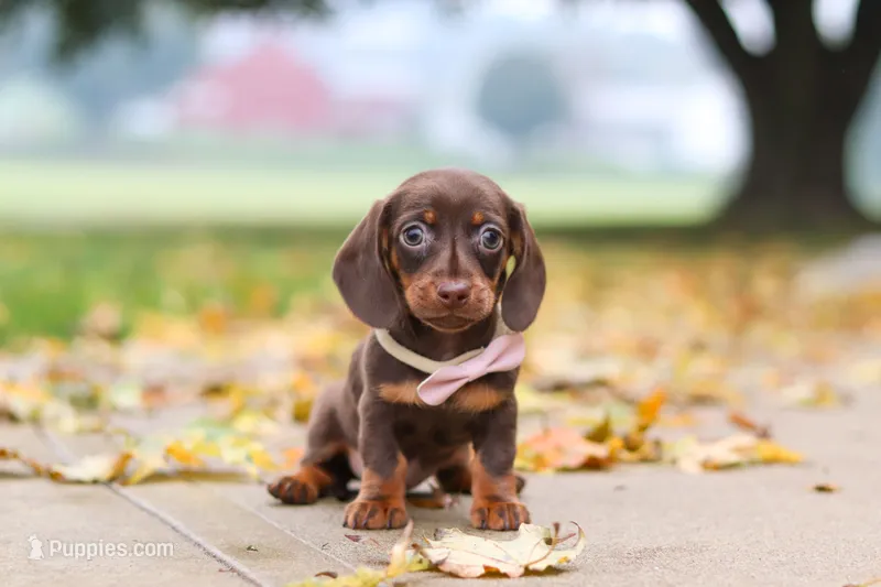 Lilly – Miniature Dachshund puppy for sale in Sugarcreek, OH