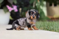 Cora, a female Miniature Dachshund for sale in Walnut Creek, OH – 9 of 10