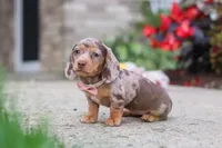 Ivy, a female Miniature Dachshund for sale in Walnut Creek, OH – 9 of 10