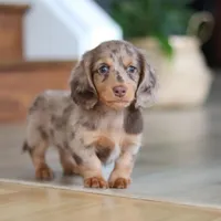Callie, a female Miniature Dachshund for sale in Walnut Creek, OH – 10 of 10