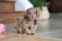 Callie, a female Miniature Dachshund for sale in Walnut Creek, OH – Photo 10 of 10