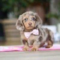 Callie, a female Miniature Dachshund for sale in Walnut Creek, OH – 9 of 10