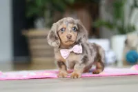 Callie, a female Miniature Dachshund for sale in Walnut Creek, OH – Photo 9 of 10