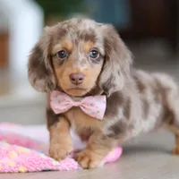 Callie, a female Miniature Dachshund for sale in Walnut Creek, OH – 3 of 10