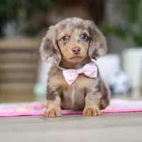 Callie, a female Miniature Dachshund for sale in Walnut Creek, OH – 7 of 10