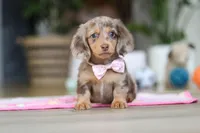 Callie, a female Miniature Dachshund for sale in Walnut Creek, OH – Photo 7 of 10
