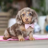 Callie, a female Miniature Dachshund for sale in Walnut Creek, OH – 5 of 10