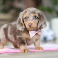 Callie, a female Miniature Dachshund for sale in Walnut Creek, OH – 2 of 10