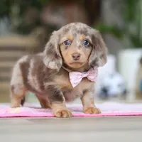 Callie, a female Miniature Dachshund for sale in Walnut Creek, OH – 6 of 10