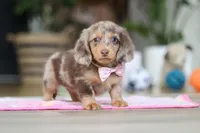 Callie, a female Miniature Dachshund for sale in Walnut Creek, OH – Photo 6 of 10