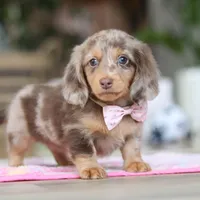 Callie, a female Miniature Dachshund for sale in Walnut Creek, OH – 4 of 10