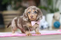 Callie, a female Miniature Dachshund for sale in Walnut Creek, OH – Photo 4 of 10