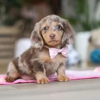 Callie, a female Miniature Dachshund for sale in Walnut Creek, OH – 8 of 10