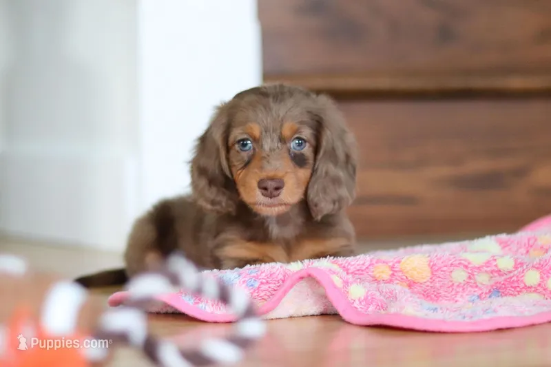 Callie, a female Miniature Dachshund for sale in Walnut Creek, OH – Photo 1 of 10