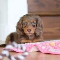 Callie, a female Miniature Dachshund for sale in Walnut Creek, OH – 1 of 10
