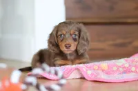 Callie, a female Miniature Dachshund for sale in Walnut Creek, OH – Photo 1 of 10
