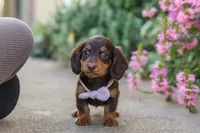 Lila, a female Miniature Dachshund for sale in Walnut Creek, OH – 2 of 10