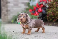 Ivy, a female Miniature Dachshund for sale in Walnut Creek, OH – 2 of 10