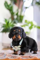 Hans, a male Miniature Dachshund for sale in Walnut Creek, OH – Photo 6 of 7