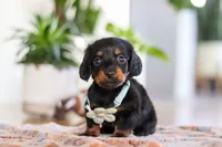 Hans, a male Miniature Dachshund for sale in Walnut Creek, OH – Photo 4 of 7