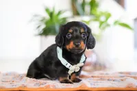 Hans, a male Miniature Dachshund for sale in Walnut Creek, OH – Photo 3 of 7