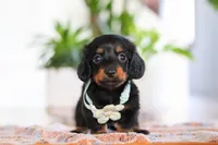 Hans, a male Miniature Dachshund for sale in Walnut Creek, OH – Photo 1 of 7