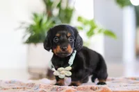 Hans, a male Miniature Dachshund for sale in Walnut Creek, OH – Photo 5 of 7