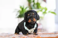 Hans, a male Miniature Dachshund for sale in Walnut Creek, OH – Photo 7 of 7