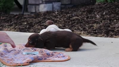 Everett, a male Miniature Dachshund for sale in Walnut Creek, OH – 9 of 9