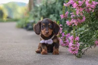 Lila, a female Miniature Dachshund for sale in Walnut Creek, OH – 8 of 10