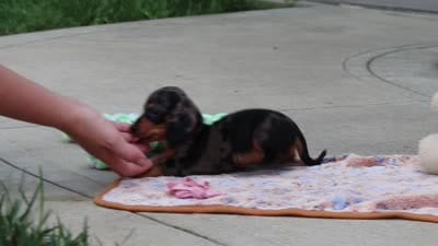Agnes, a male Miniature Dachshund for sale in Walnut Creek, OH – 10 of 10