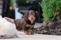 Lennon, a male Miniature Dachshund for sale in Walnut Creek, OH – 4 of 8