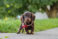 Charlie, a male Miniature Dachshund for sale in Walnut Creek, OH – 3 of 10