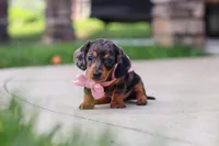 Agnes, a male Miniature Dachshund for sale in Walnut Creek, OH – 6 of 10
