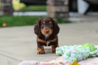 Lennon, a male Miniature Dachshund for sale in Walnut Creek, OH – 3 of 8