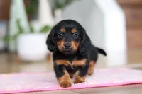 Mariah, a female Miniature Dachshund for sale in Walnut Creek, OH – Photo 1 of 10