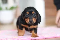 Mariah, a female Miniature Dachshund for sale in Walnut Creek, OH – Photo 3 of 10