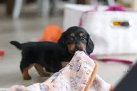 Mariah, a female Miniature Dachshund for sale in Walnut Creek, OH – Photo 10 of 10