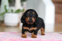 Mariah, a female Miniature Dachshund for sale in Walnut Creek, OH – Photo 5 of 10