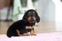 Mariah, a female Miniature Dachshund for sale in Walnut Creek, OH – Photo 4 of 10