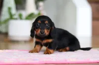 Mariah, a female Miniature Dachshund for sale in Walnut Creek, OH – Photo 9 of 10