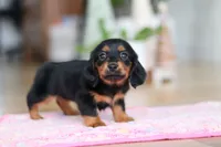 Mariah, a female Miniature Dachshund for sale in Walnut Creek, OH – Photo 6 of 10