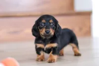Mariah, a female Miniature Dachshund for sale in Walnut Creek, OH – Photo 2 of 10