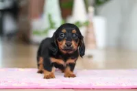 Mariah, a female Miniature Dachshund for sale in Walnut Creek, OH – Photo 8 of 10